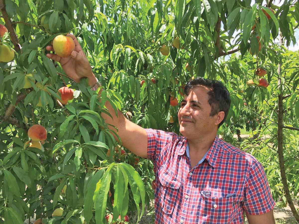 Dr. Ali Sarkhosh, a UF/IFAS assistant professor of horticultural scienceds, looking at peaches in an orchard.